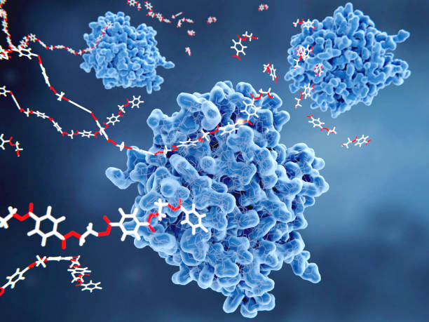 Telomere Extension: The Frontier of Longevity and Cellular Health