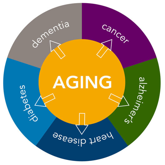 David Sinclair longevity expert